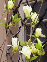 Žlutá magnolie