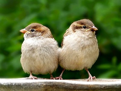3-sparrows-3414612-1280.jpg
