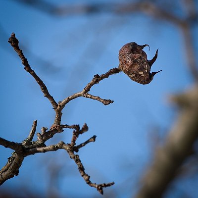 33  Loučím se fotkou jedné zapomenuté mišpulky.