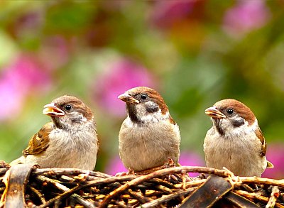 4-sparrows-797995-1280.jpg