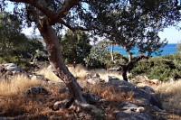 Olivová Kréta