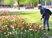Tolik velkých tulipánů