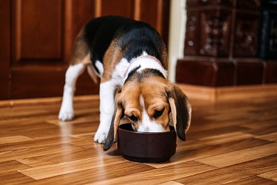 Speciální diety pro psy s alergiemi a zdravotními problémy