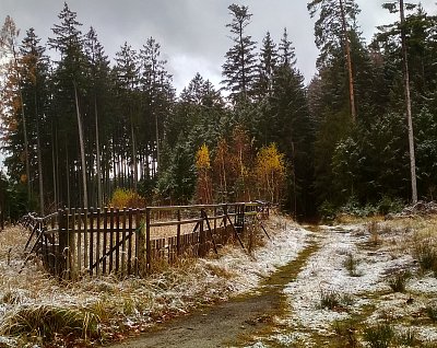 Cestička do lesa.