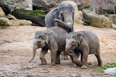 Sloni indičtí - zleva Amalee, Lakuna a vzadu Tamara