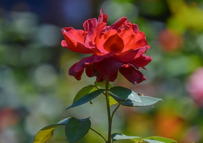 Růže z parku