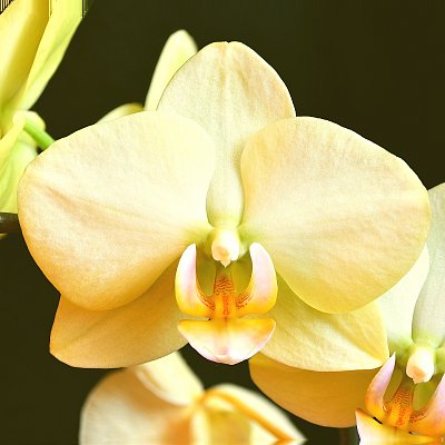 Orchidej V *