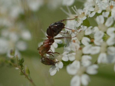 Mravenec na bršlici