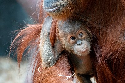 Sameček orangutana sumaterského Kawi