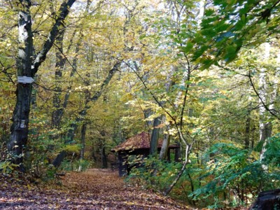 Domeček v lese