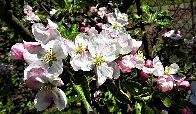 Květy jabloně