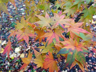 Střapaté barvy podzimu