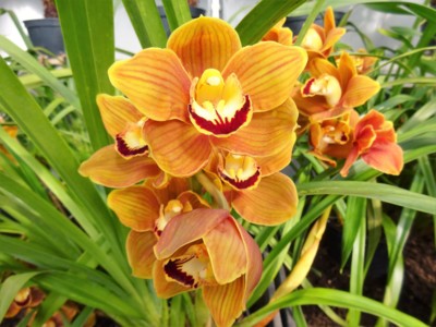 Zlatá orchidej
