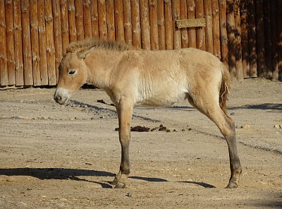 Hříbátko koně Převalského