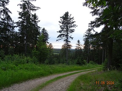 Cestou lesní *