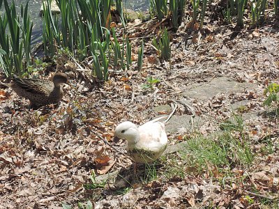 Bílá kachna u rybníka v Počernicích