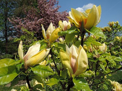 Žlutá magnolie v BZ Troja dnes