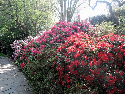 Rhododendrony a azalky už kvetou v BZ Troja