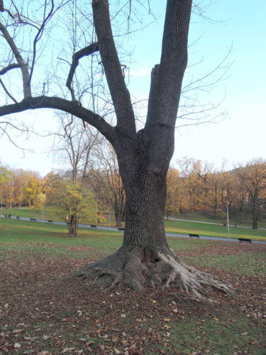Strom s obrovskými kořeny s oholenou kůrou