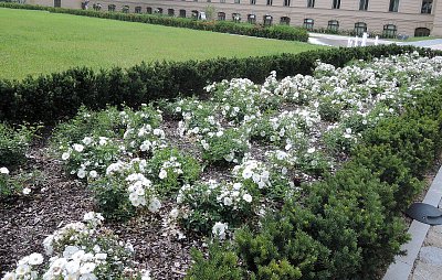 Záhon bílých růží v zahradě Strakovy akademie=Úřadu vlády