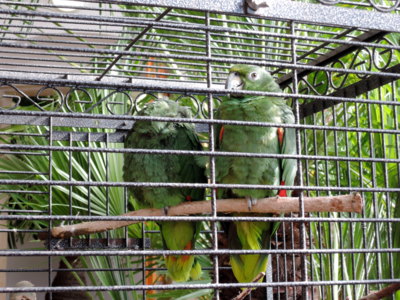 I papoušci jsou v Předjaří v Král.zahradě na Hradě