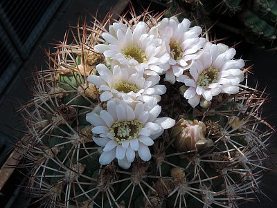 Výstava kaktusů v Botanické zahradě Na Slupi