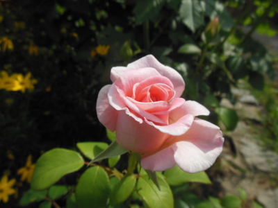 Růže v růžovém