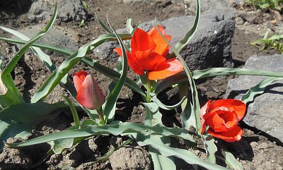 Skalkové tulipány
