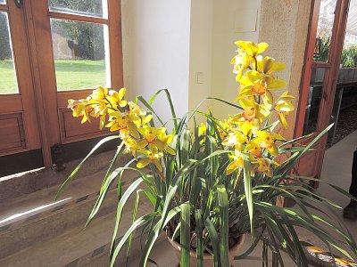 I orchideje se objevily v Předjaří na Hradě