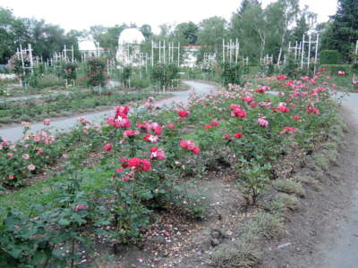 Růžová zahrada na Petříně*