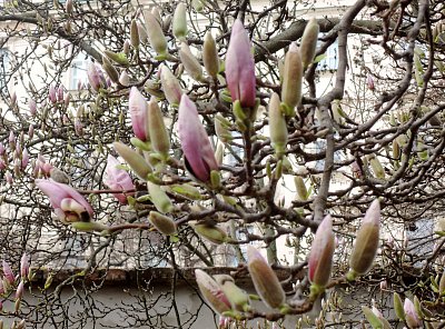 Poupata magnolie v BZ Na Slupi - 15.3.24