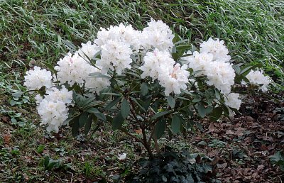 Rozkvetlý, bílý rododendron v BZ Na Slupi*