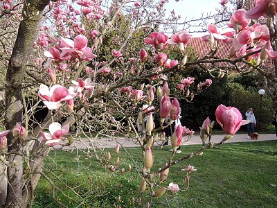 Kvetoucí magnolie v průhonickém parku