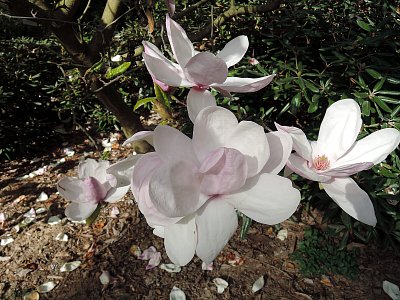 Magnolie v Dendrologické zahradě v Průhonicích