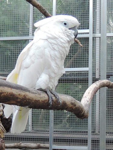 Papoušek kakadu v BZ Na Slupi