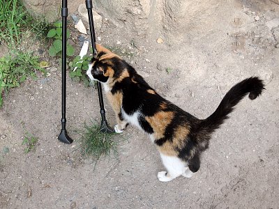 Kočička v parku Cibulka zkoumá moje hůlky