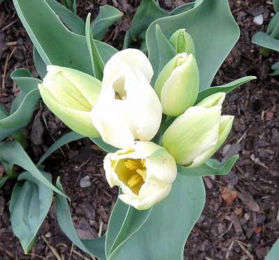 Vícekvětý tulipán - 5 na jednom stonku
