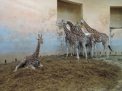 Žirafy v ZOO Praha