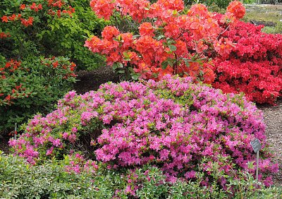 Kveteme v Japonské zahradě v BZ Troja