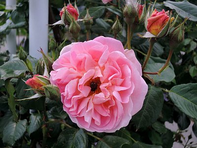 V Růžové zahradě na Petříně už začínají kvést růže*
