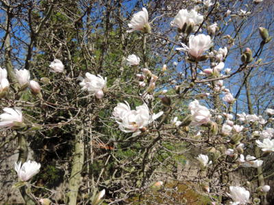 Dnes odpoledne už kvete magnolie v Botanické zahradě v Troji.