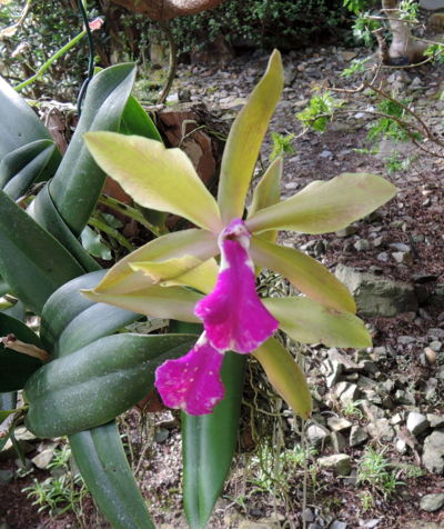 Ve Fata Morganě zbyly ještě orchideje