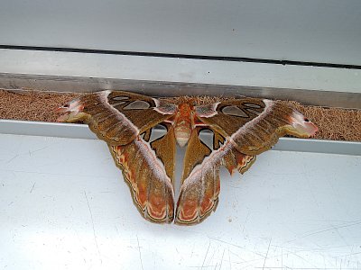 Motýl na parapetu okna ve Fatě Morganě