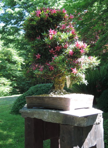 Jedna z bonsají v Japonské zahradě BZ Troja.