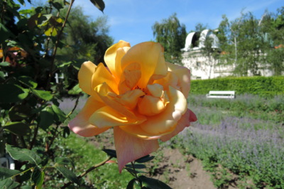 Růže a Hvězdárna - Petřín