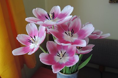 Tulipány mě vždy potěší