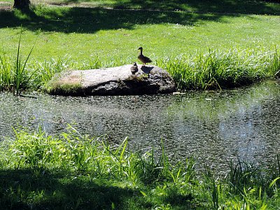 Kačer s kachnou na břehu jezírka v Dendrologické zahradě