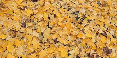 Listopadové listí - jinan dvoulaločný *