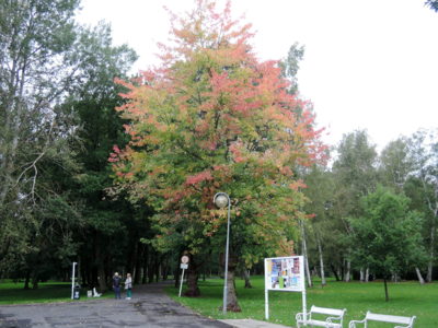 Listí už vybarvuje podzim-před dvěma týdny ve Frant.Lázních