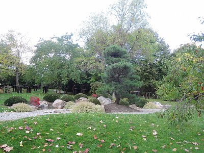 Borovice Thunbergova v Japonské zahradě v BZ Troja*